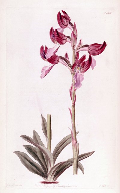 Illustration von Anacamptis papilionacea von Designer